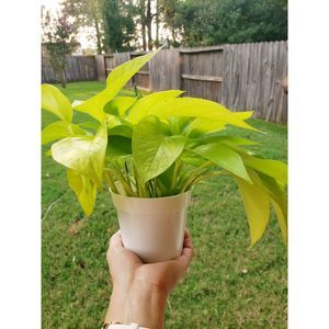 Neon pothos and Air Plant in Copper wire ball